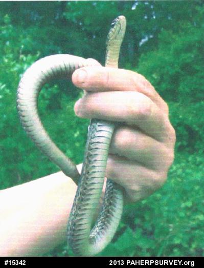 Eastern Gartersnake