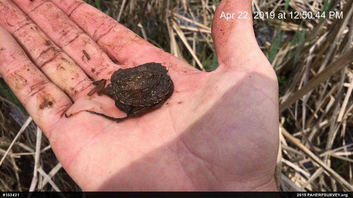 Snapping Turtle