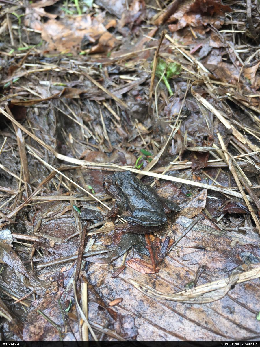 Spring Peeper