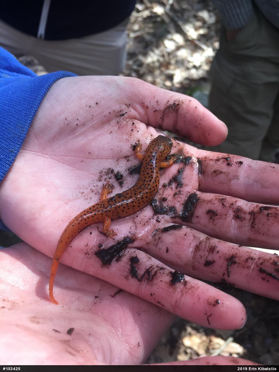 Northern Red Salamander