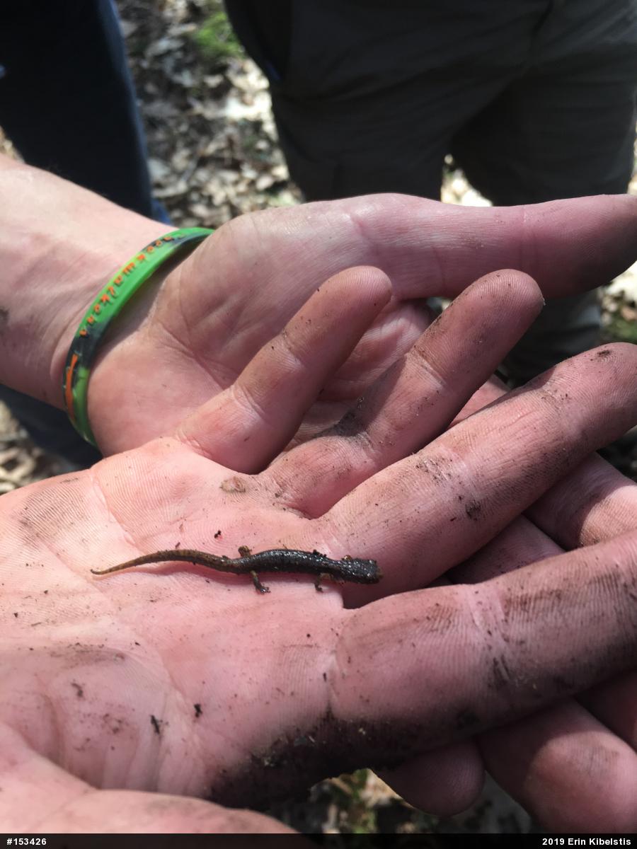 Four-toed Salamander