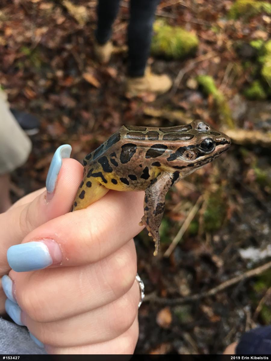 Pickerel Frog