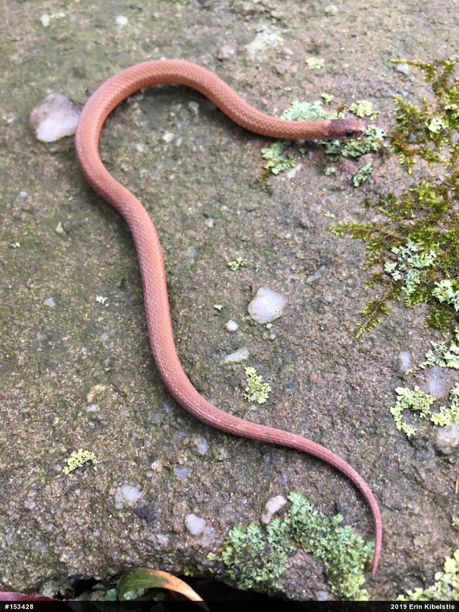 Red-bellied Snake