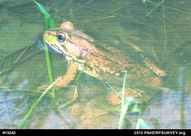 Green Frog