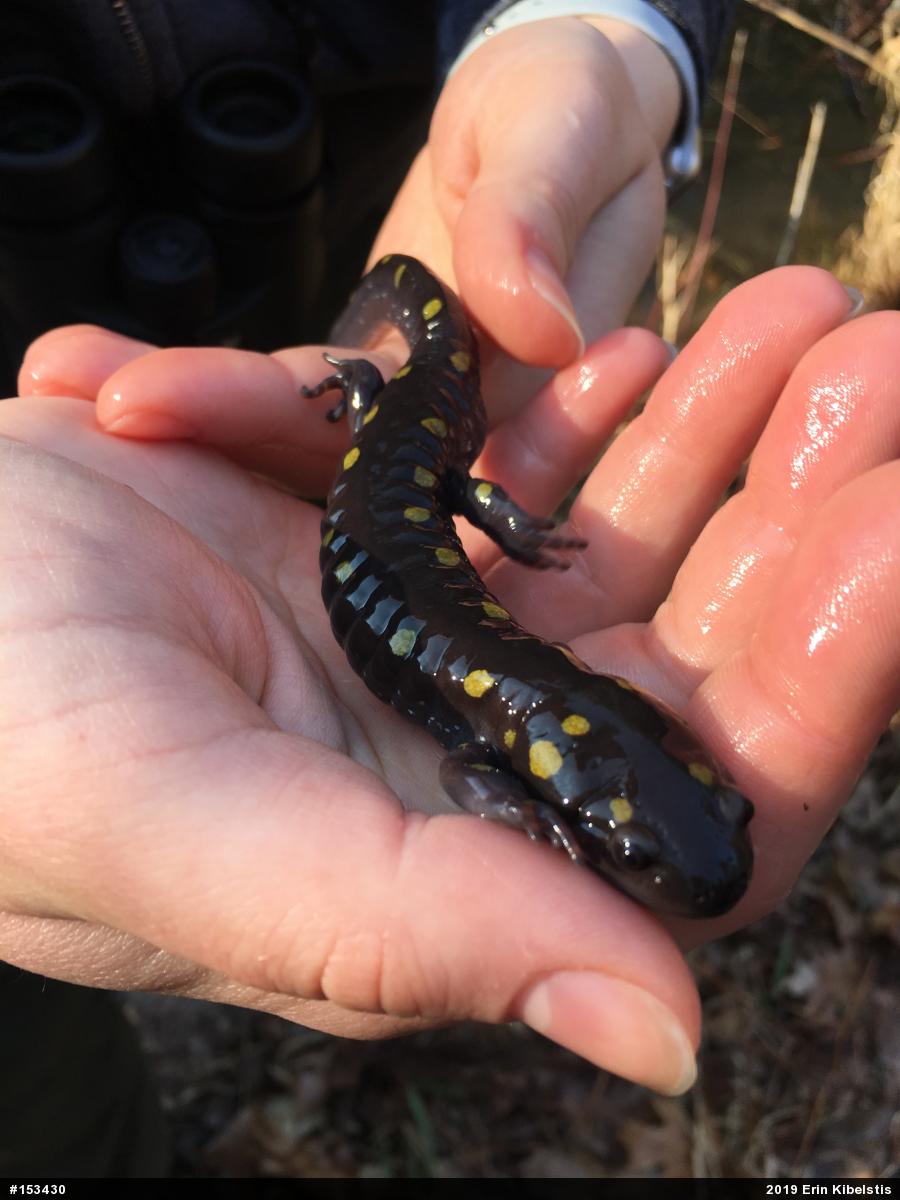 Spotted Salamander
