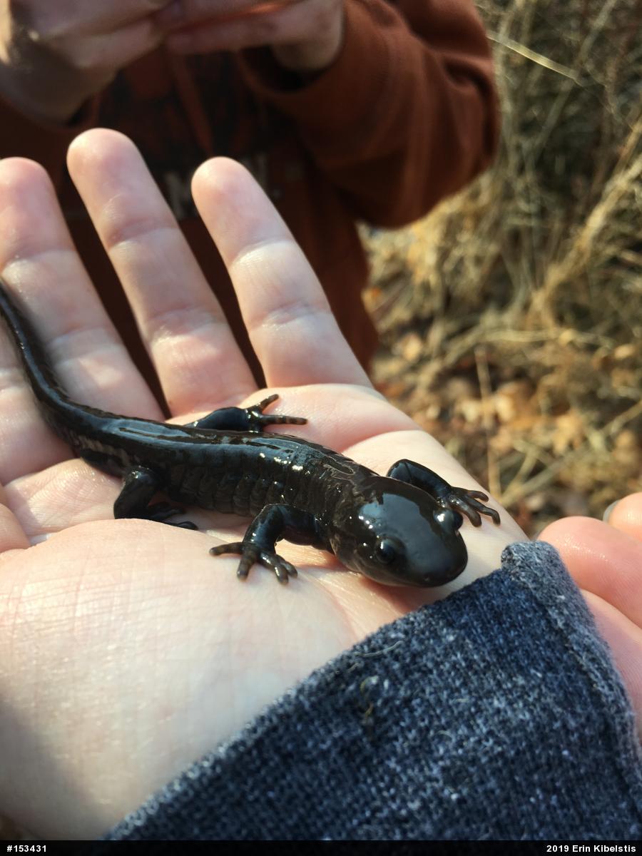 Jefferson Salamander