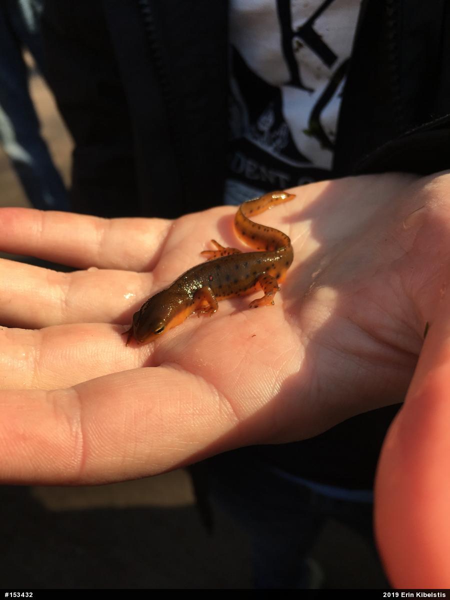 Red-spotted Newt