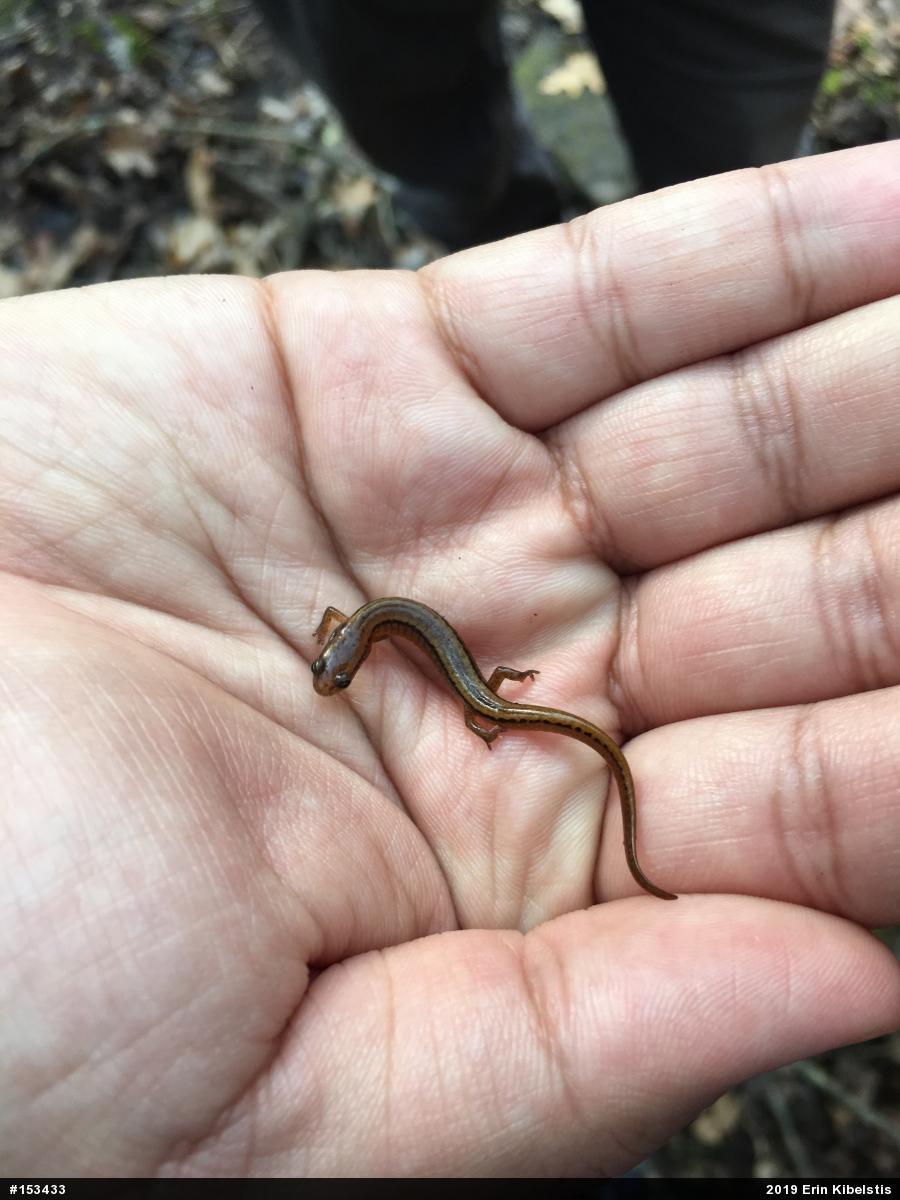 Northern Two-lined Salamander