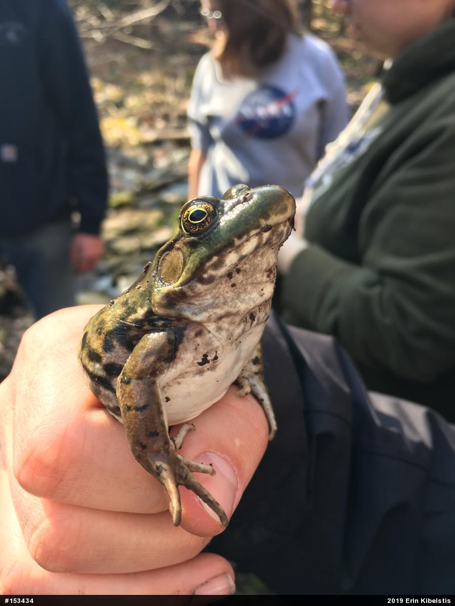 Green Frog
