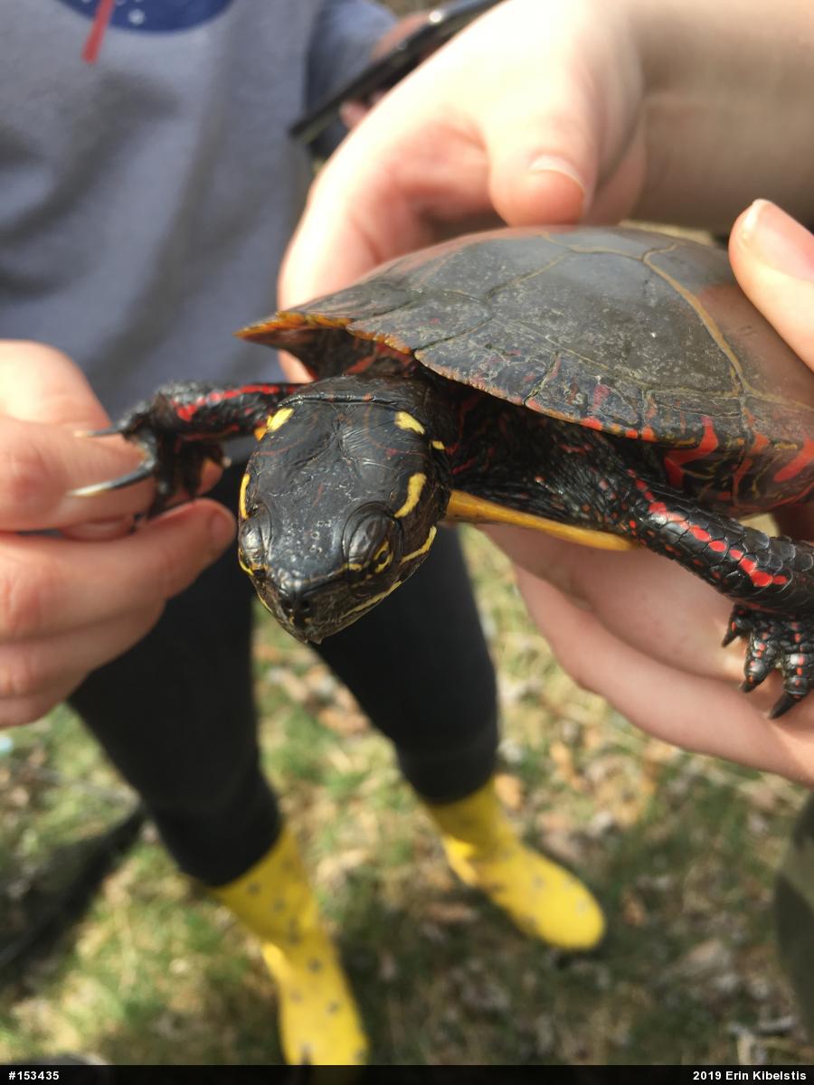 Painted Turtle