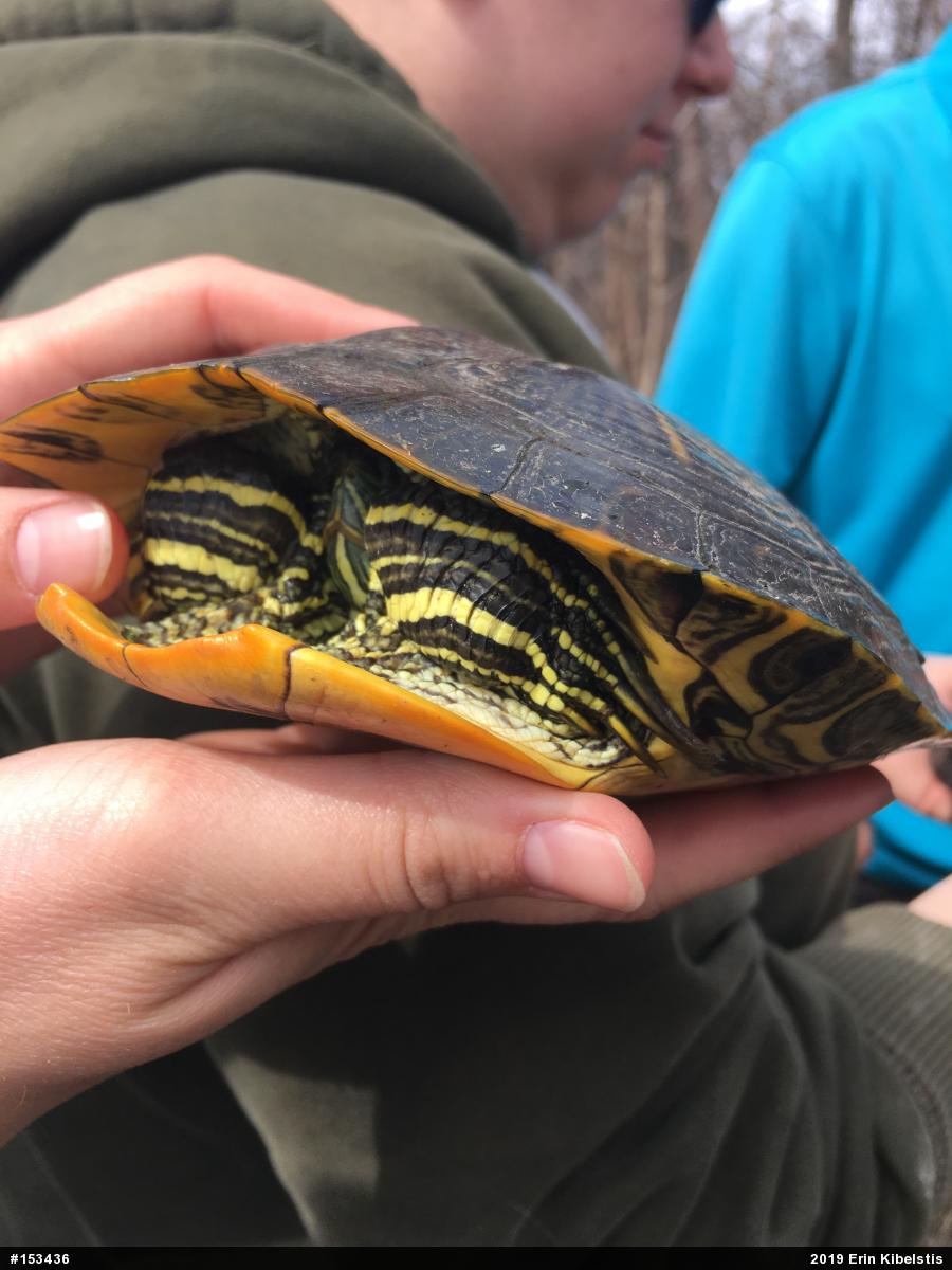 Pond Slider
