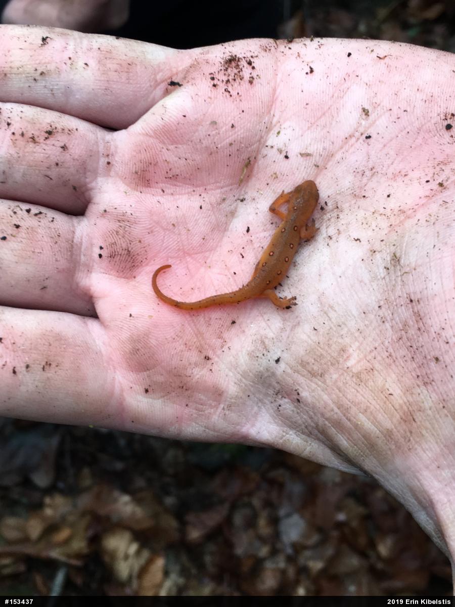 Red-spotted Newt