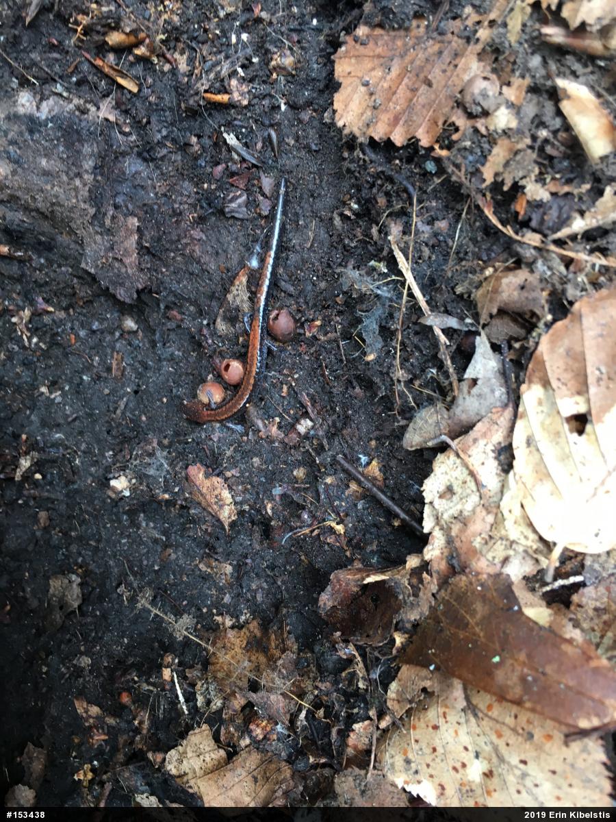 Eastern Red-backed  Salamander