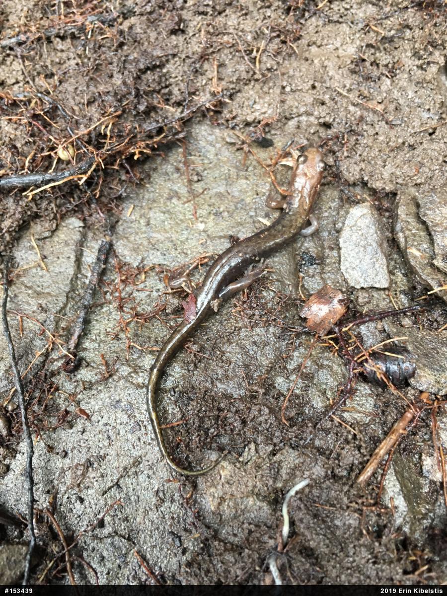 Allegheny Mountain Dusky Salamander