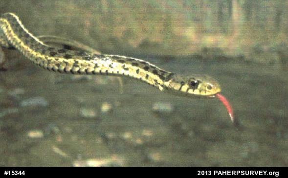 Eastern Gartersnake