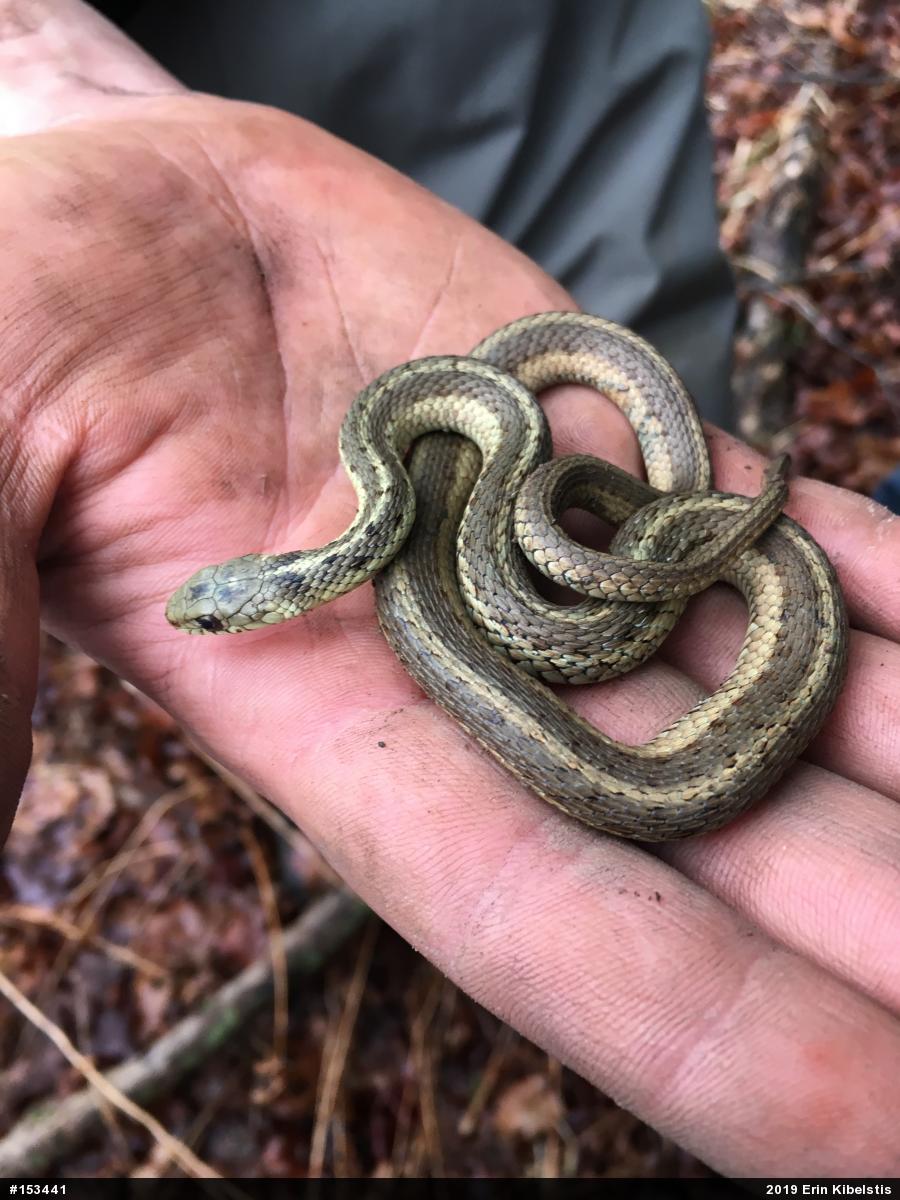 Eastern Gartersnake