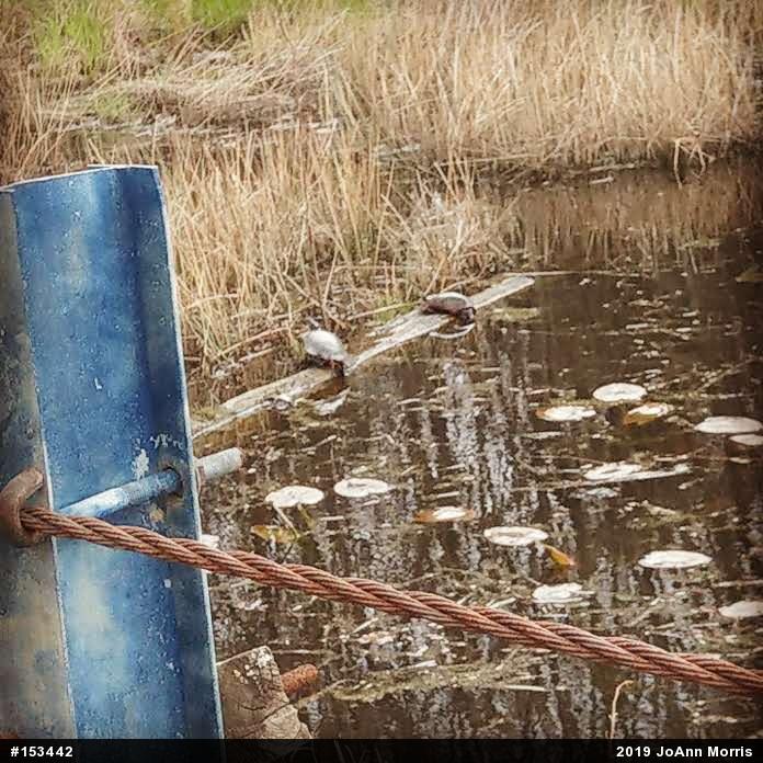 Painted Turtle