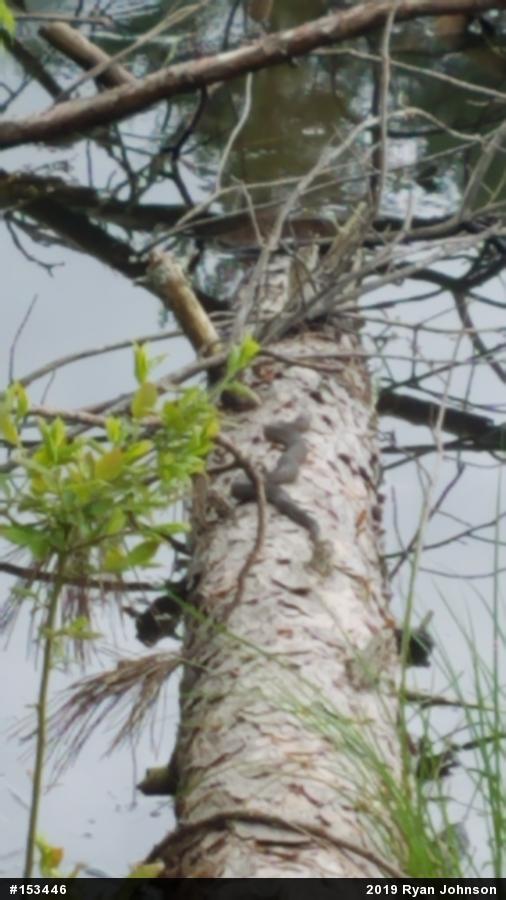 Northern Watersnake