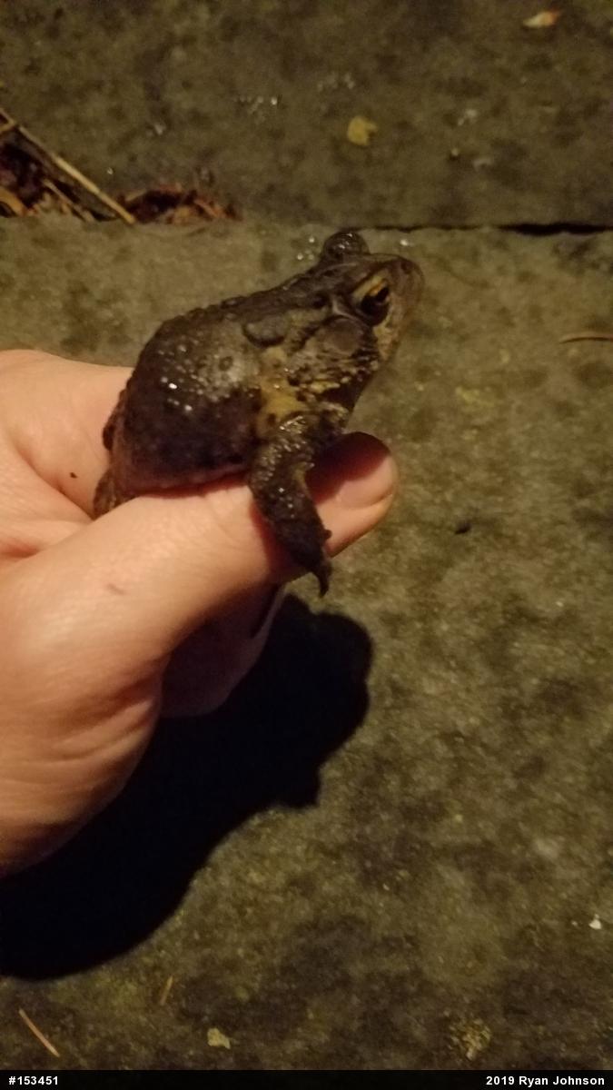 Eastern American Toad