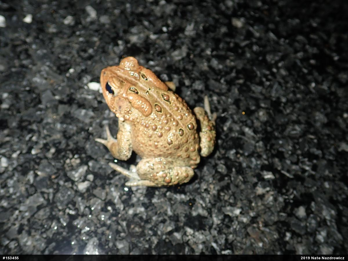 Eastern American Toad