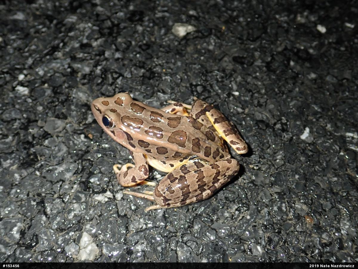 Pickerel Frog
