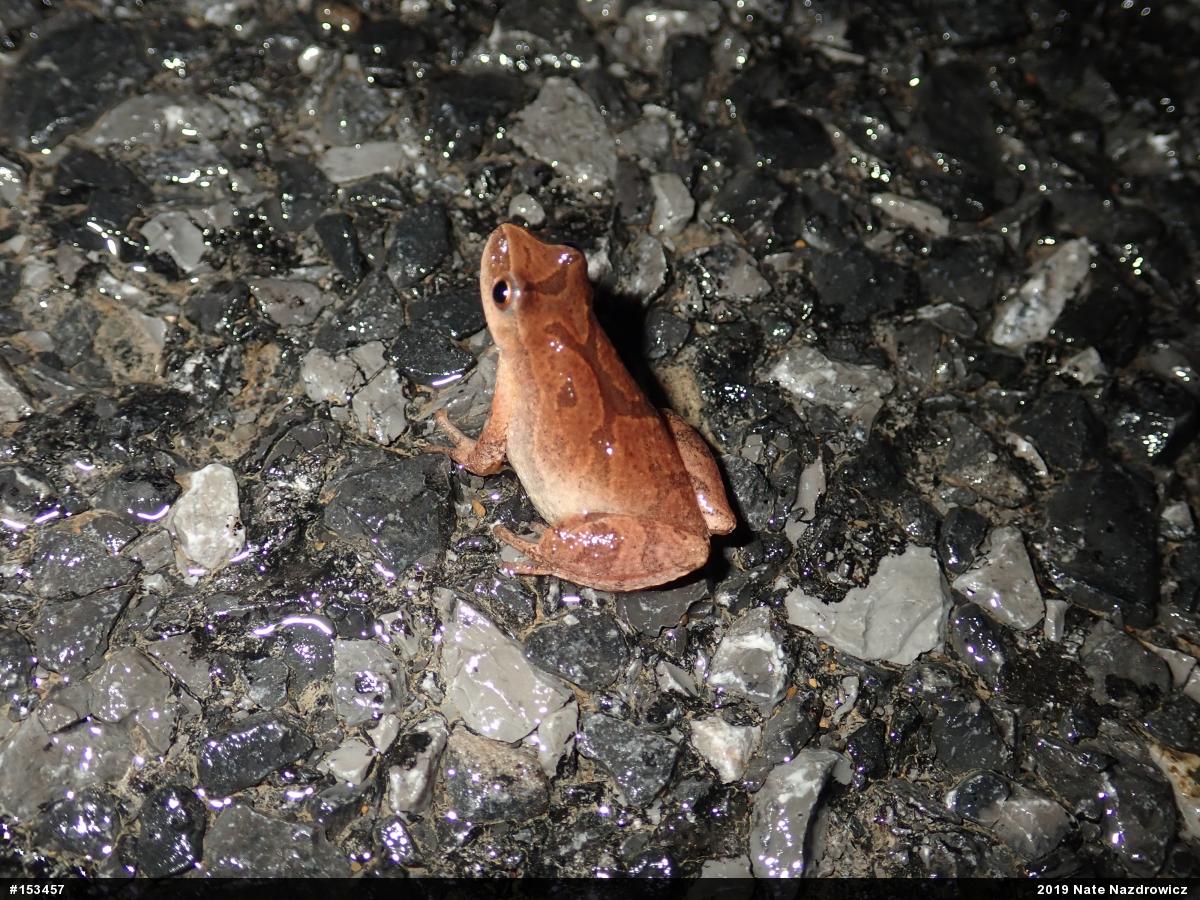 Spring Peeper