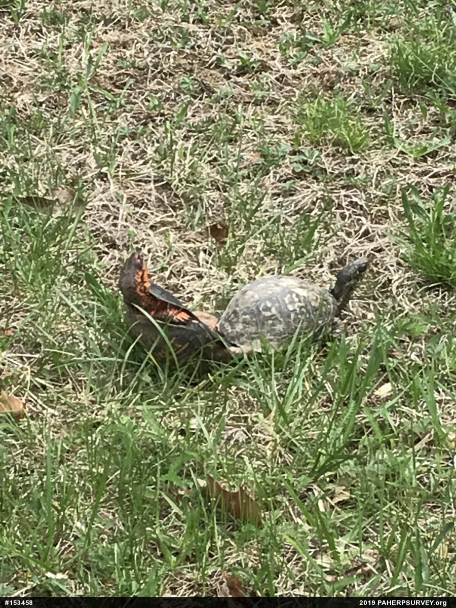 Eastern Box Turtle