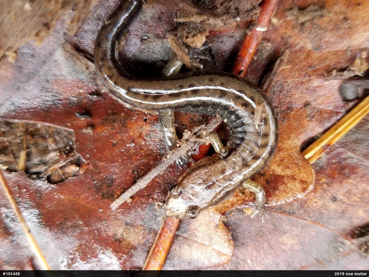Allegheny Mountain Dusky Salamander