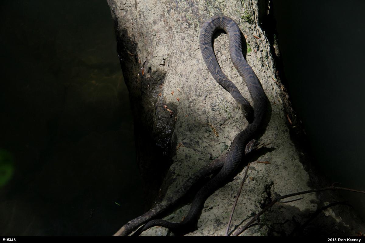 Northern Watersnake