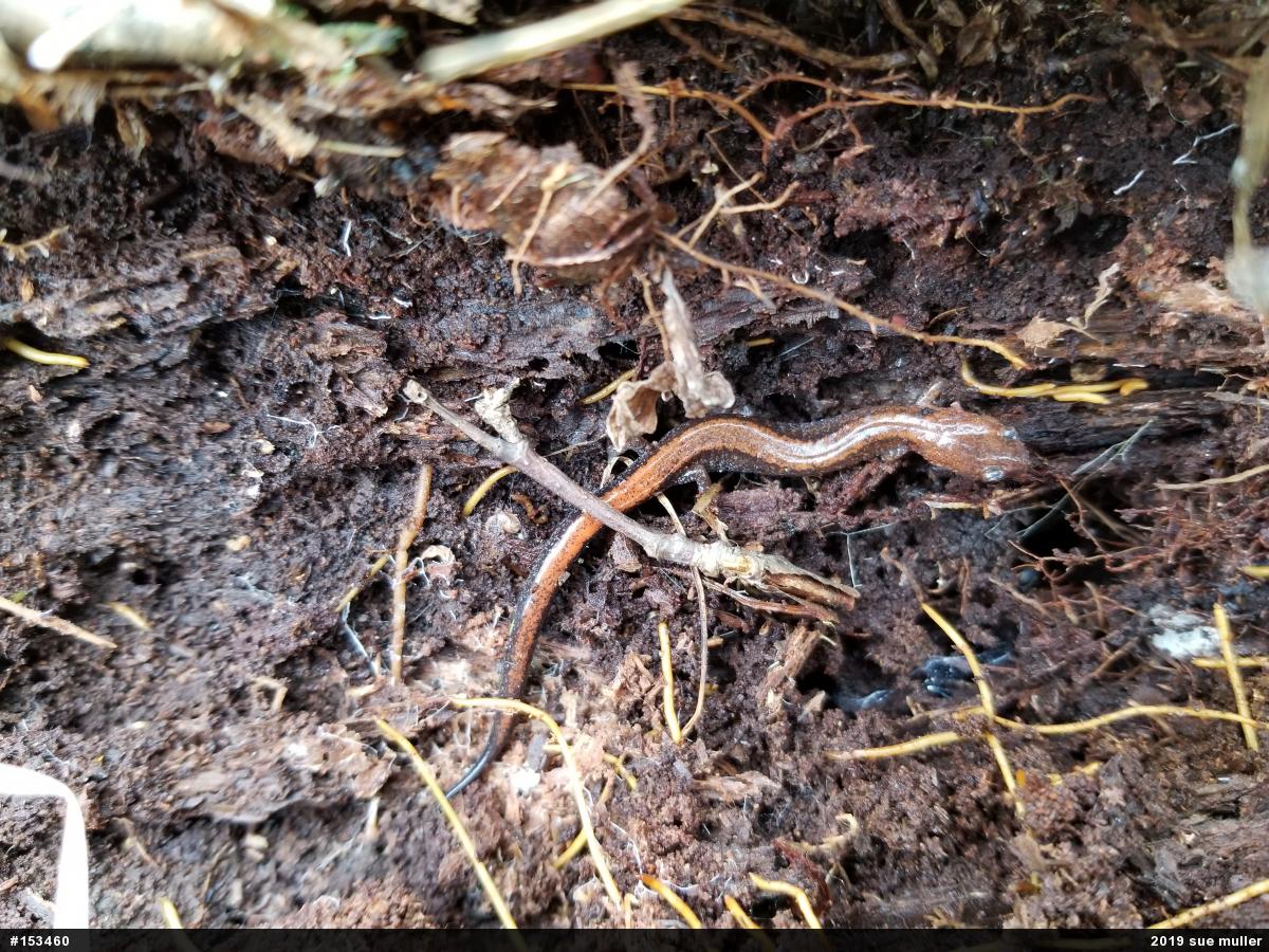 Eastern Red-backed  Salamander