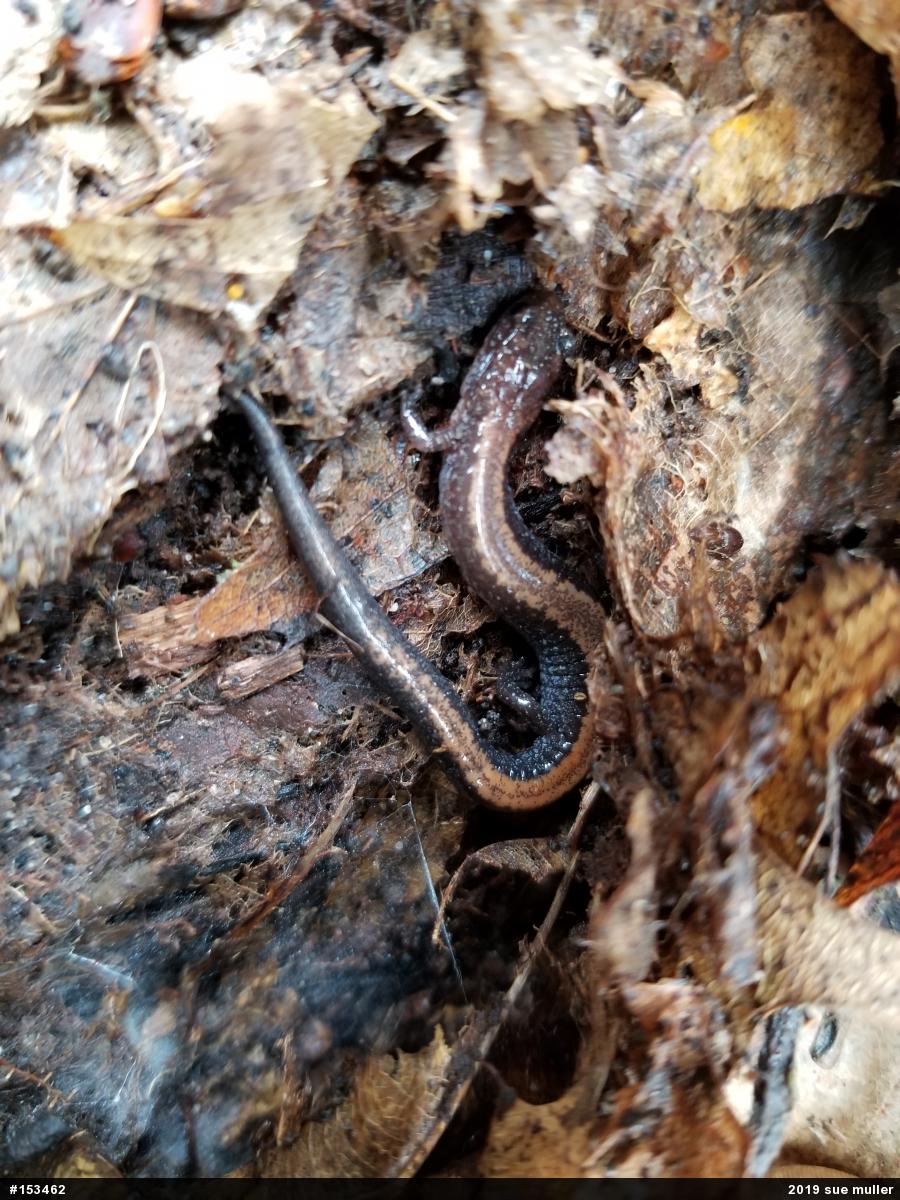 Eastern Red-backed  Salamander