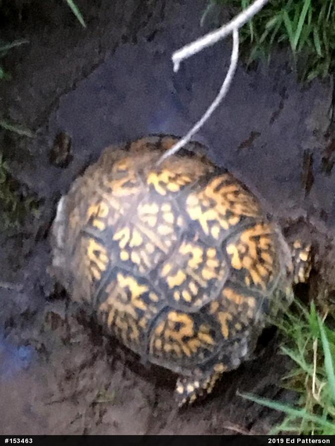 Eastern Box Turtle