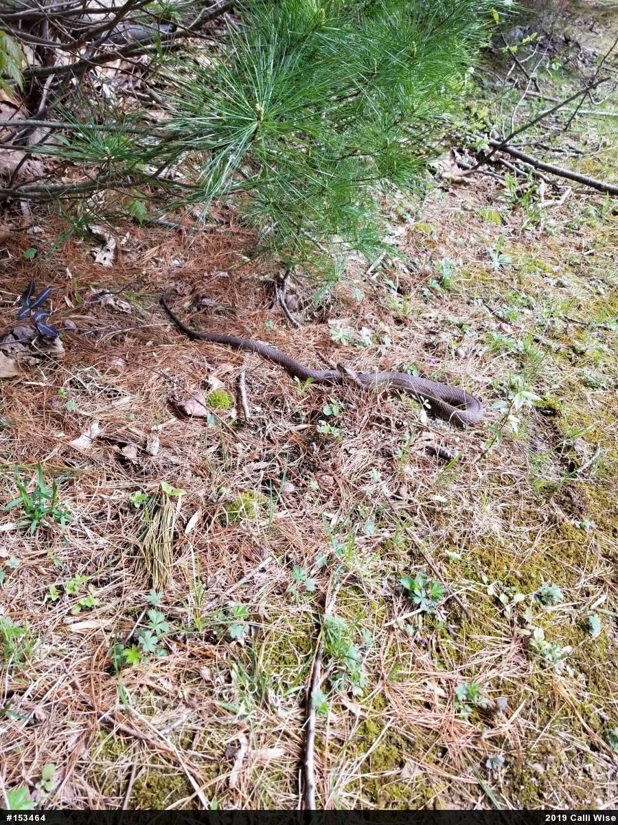Northern Watersnake