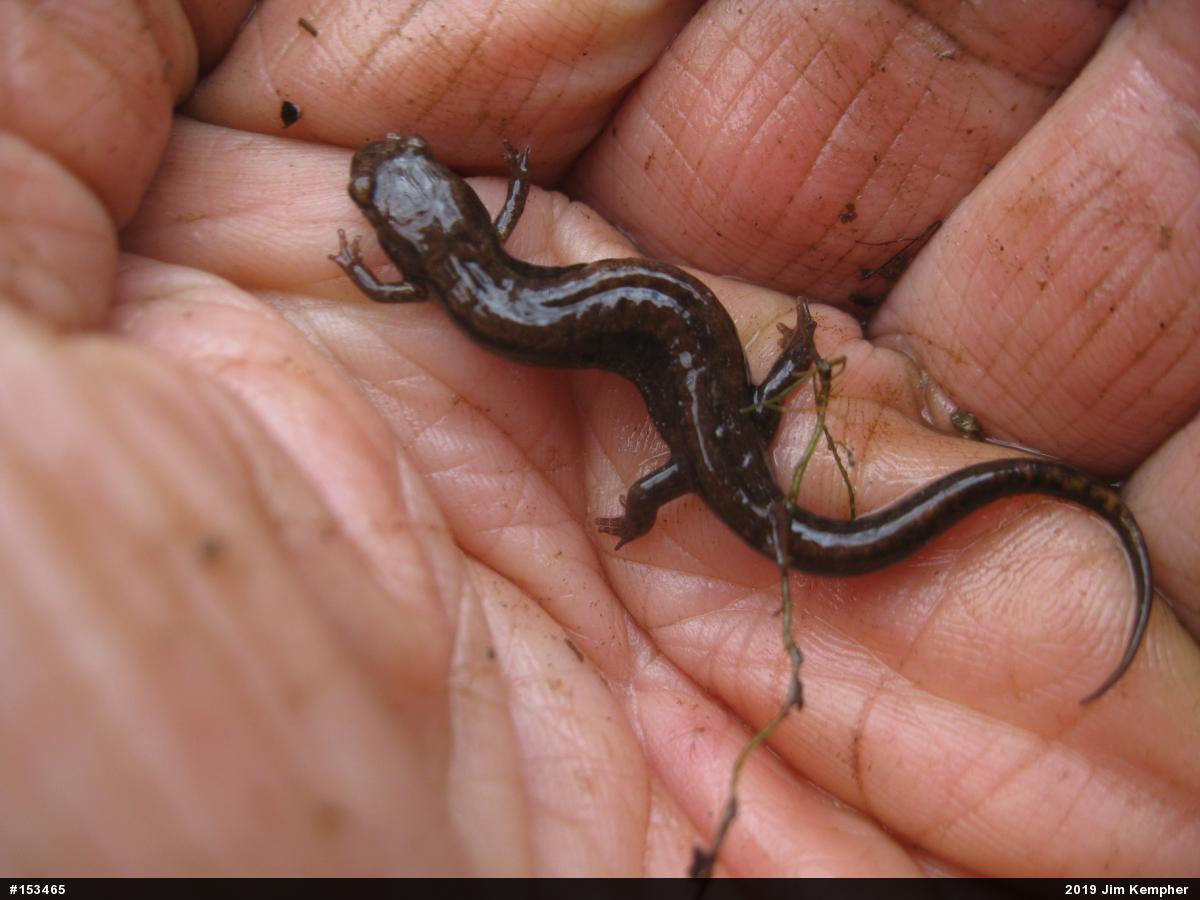 Allegheny Mountain Dusky Salamander