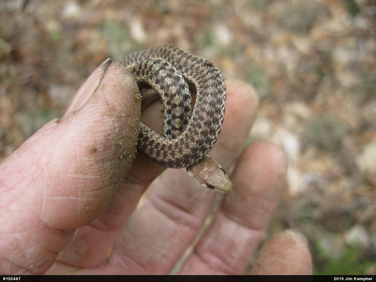 Eastern Gartersnake