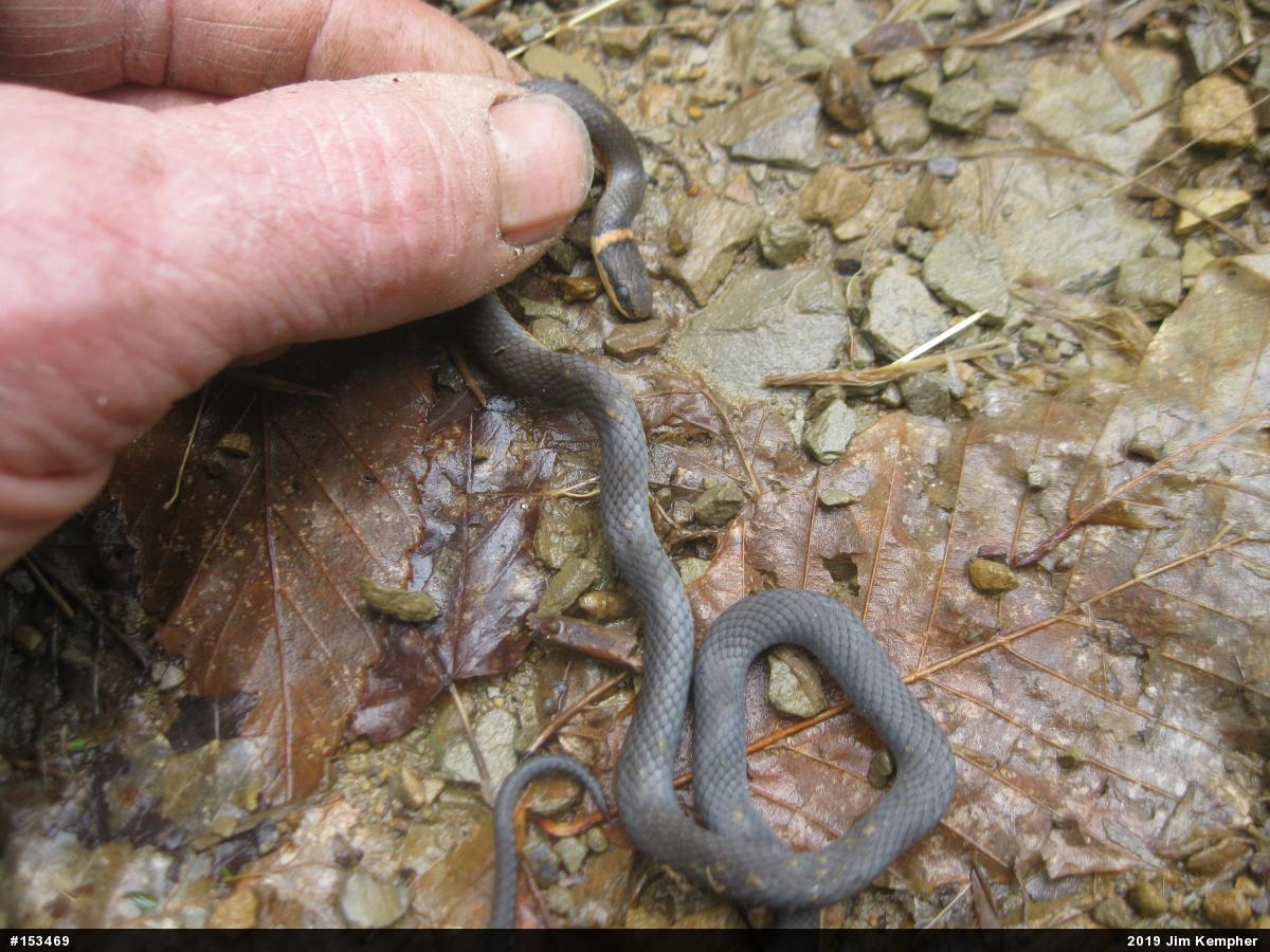 Northern Ring-necked Snake