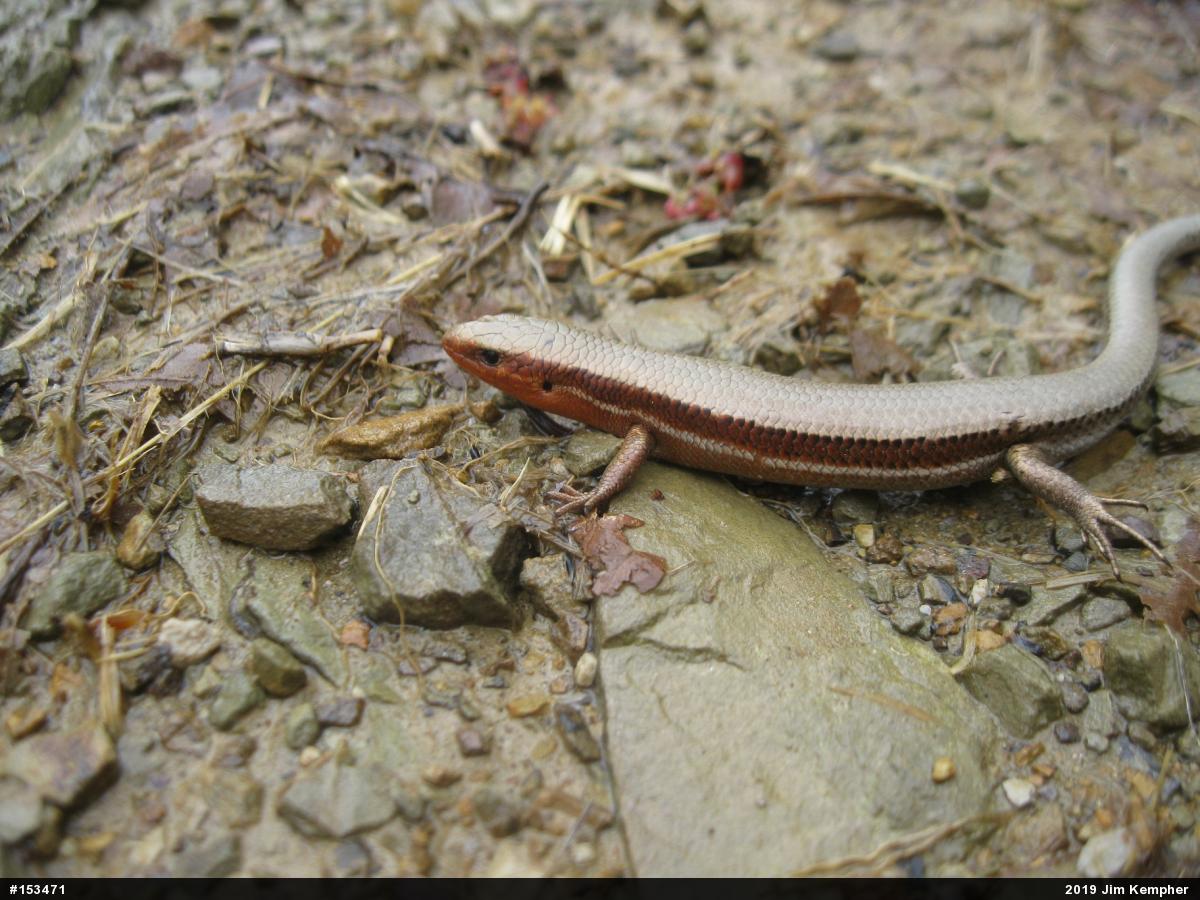 Northern Coal Skink