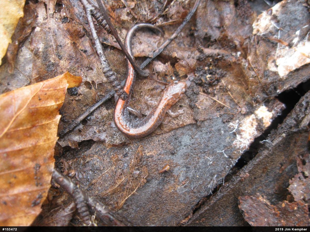 Eastern Red-backed  Salamander