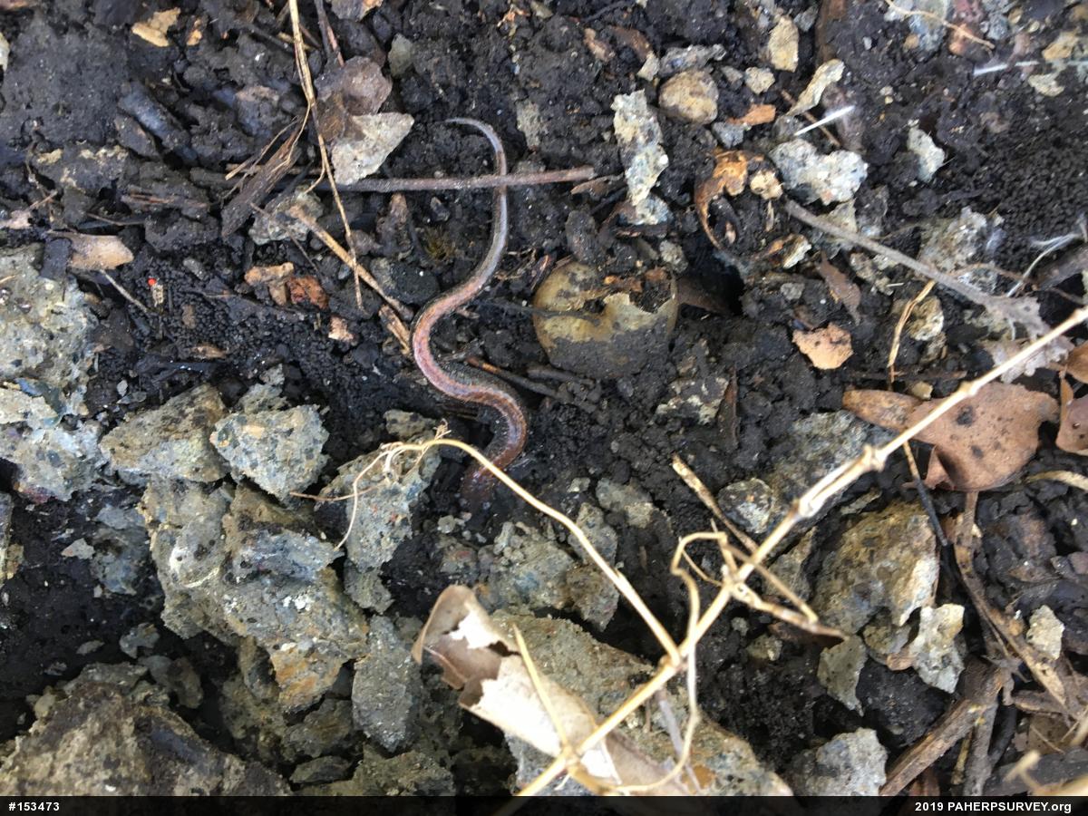 Eastern Red-backed  Salamander
