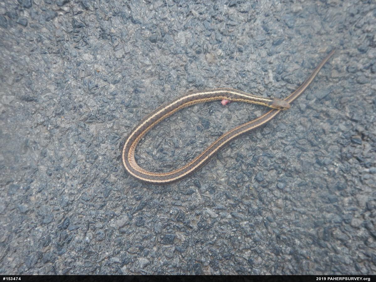 Eastern Gartersnake