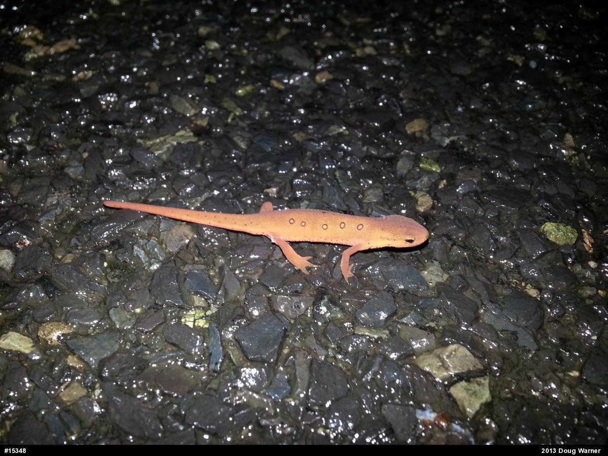 Red-spotted Newt