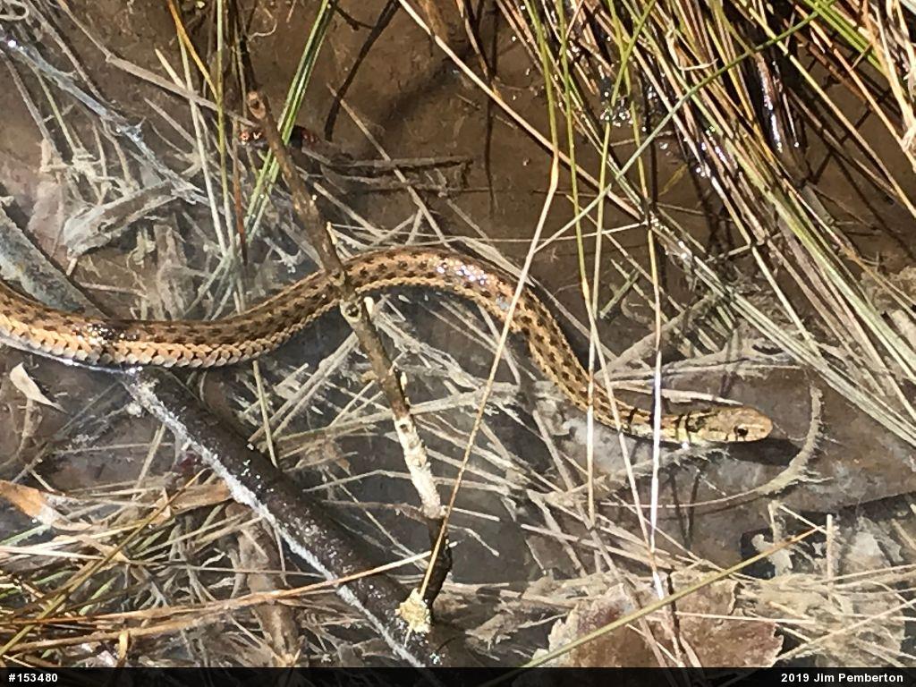 Eastern Gartersnake