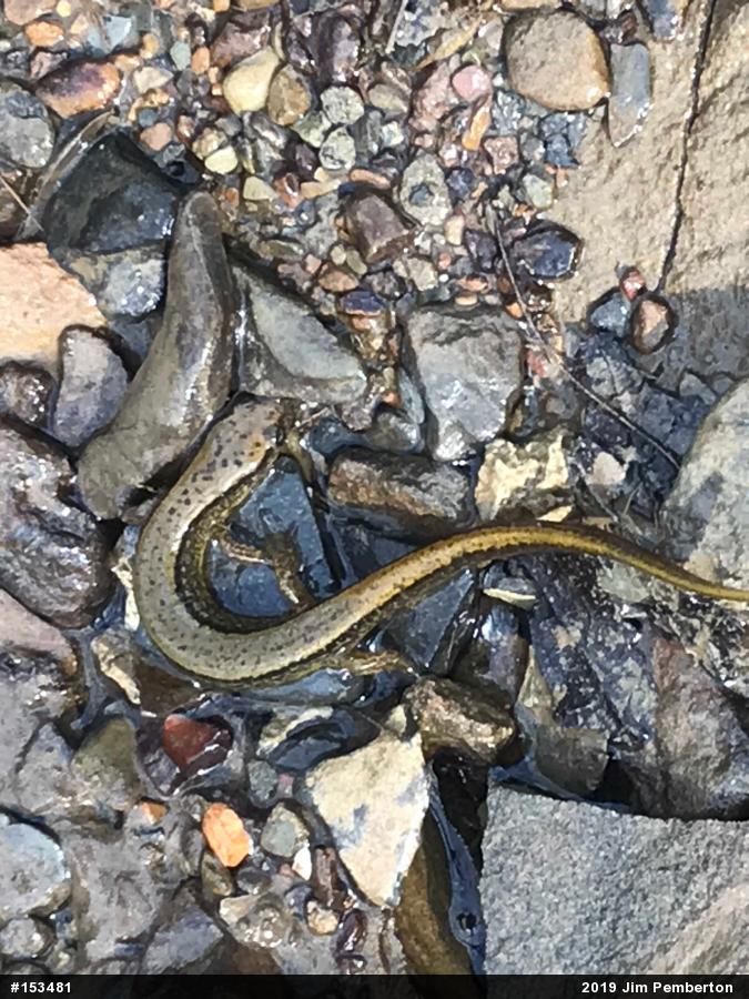Northern Two-lined Salamander