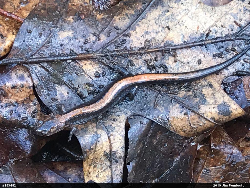 Eastern Red-backed  Salamander