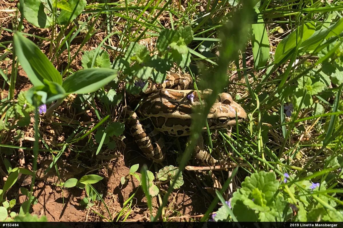 Pickerel Frog