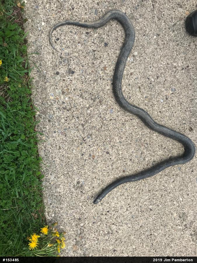 Eastern Ratsnake