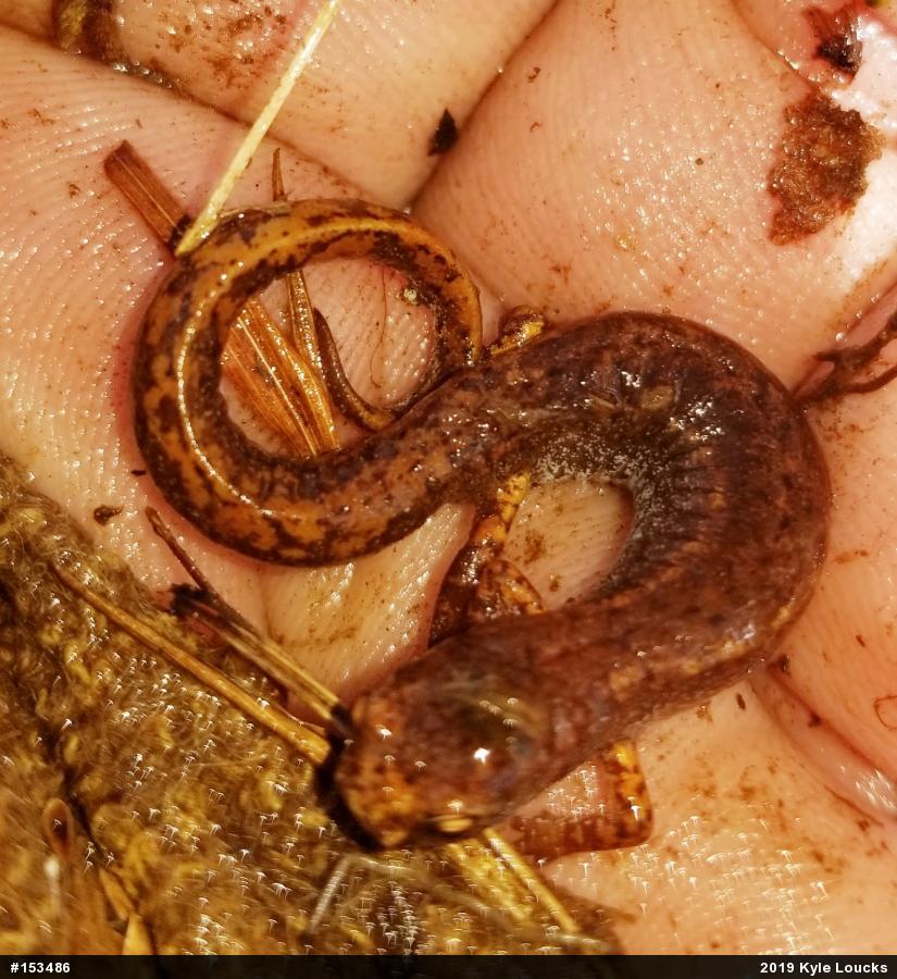 Four-toed Salamander