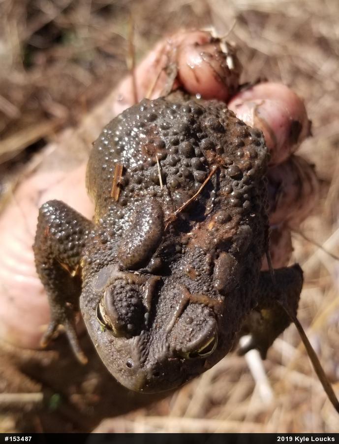 Eastern American Toad