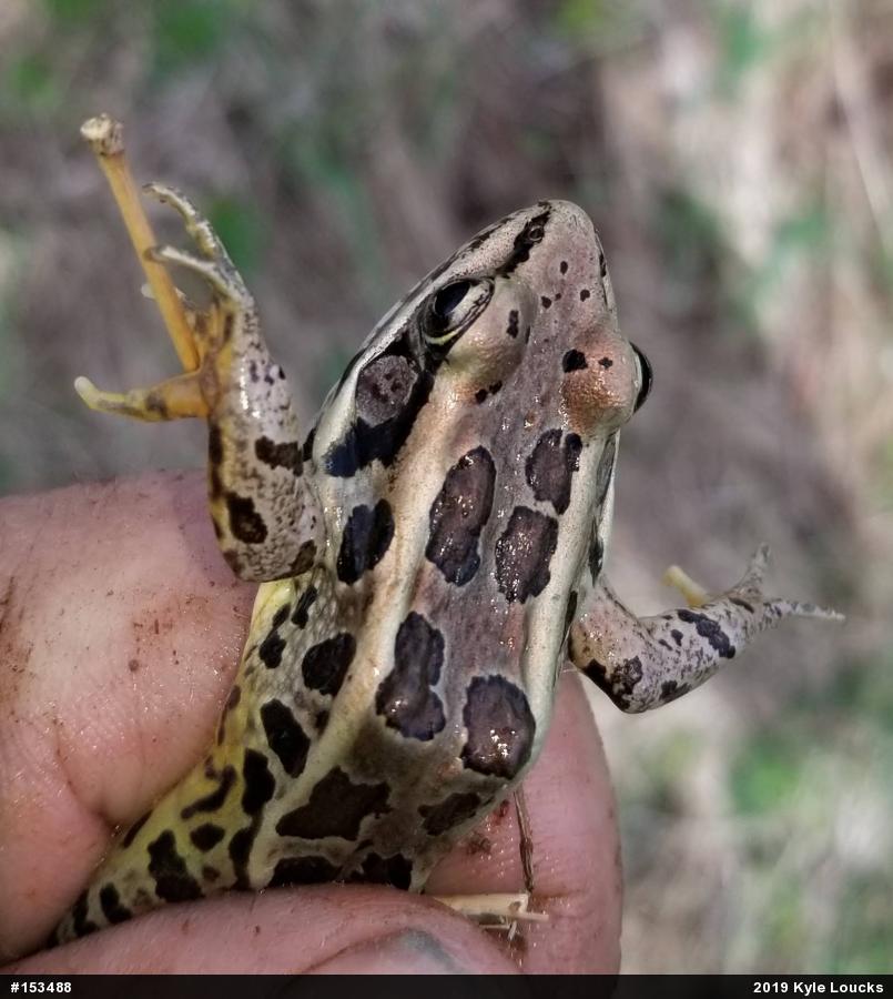 Pickerel Frog