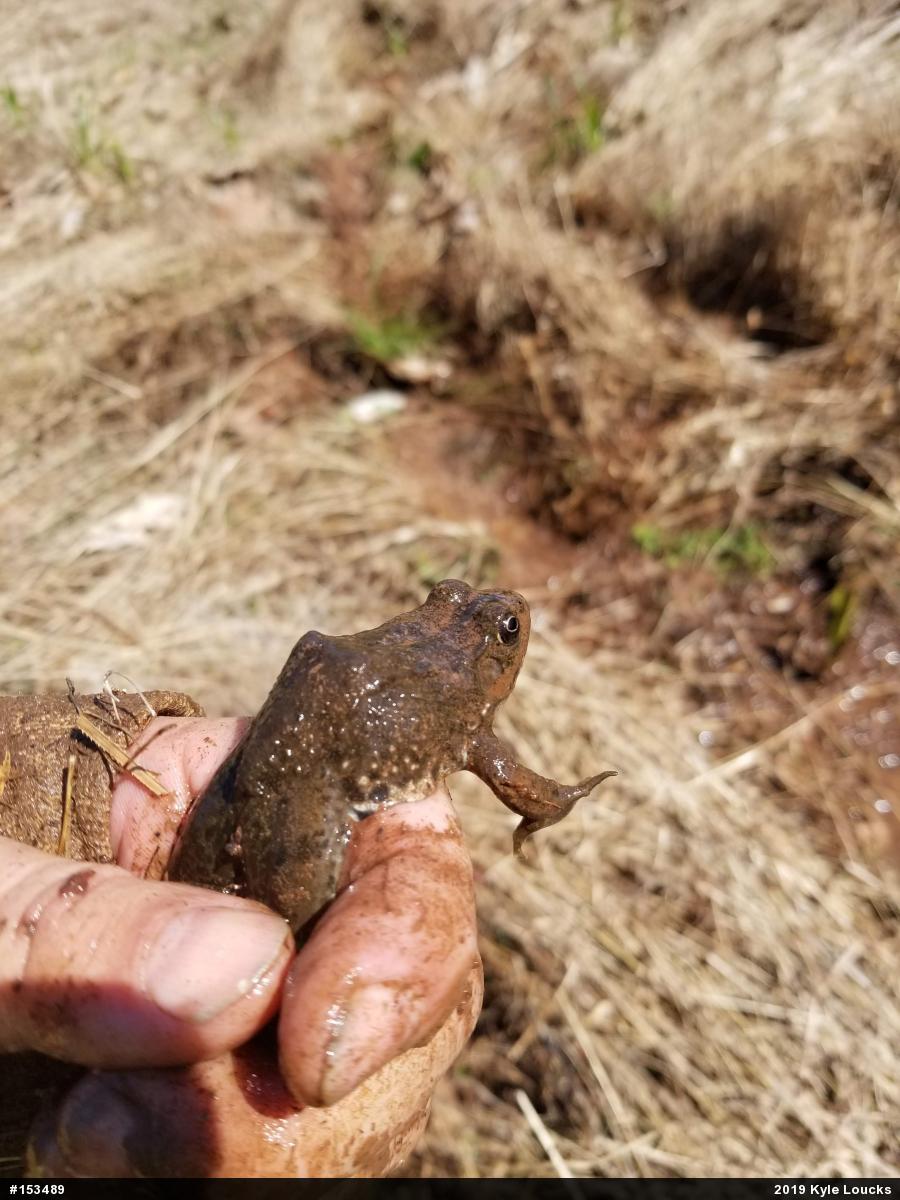 Green Frog